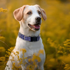 Hikiko quick-release buckle collar highlights emergency safety feature.