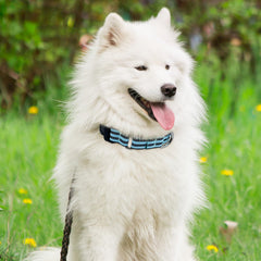 Hikiko Martingale collar durable nylon construction resists fray for lasting use.
