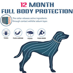 Hitpest flea-tick-collar dual-pack showing long-lasting coverage for active puppies