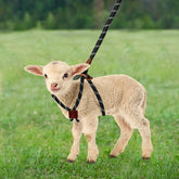 HRYOML goat harness adjustable size for growing goats during daily strolls.