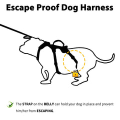 Huntboo harness chest clips highlight secure control and redirection during training sessions.