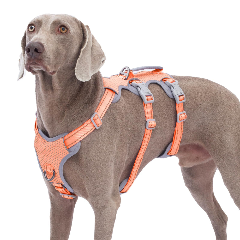 Huntboo lift-handle harness front view provides secure control during walks