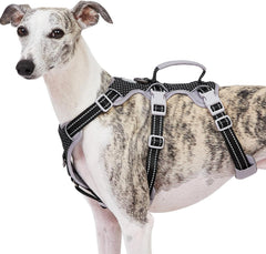 Huntboo escape proof harness front view for secure daily walks.