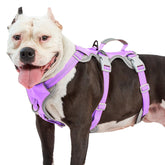 Huntboo Escape Proof Harness front view shows secure fit with reflective safety for night walks.