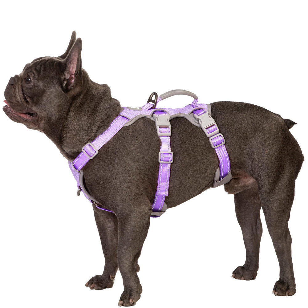 Huntboo escape-proof harness with lavender on dog supports secure daily walks