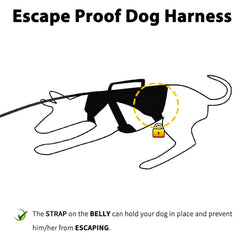 Huntboo reflective strip harness during night walk for visibility