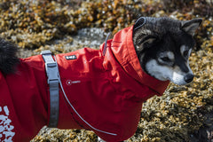 Hurtta Monsoon Coat ECO waterproof tricot collar detail blocks neck moisture.