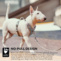 Hurtta Venture No-Pull Harness shown for daily-walk use with comfort.