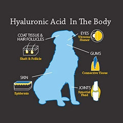 HyaFlex Pro-Complete dog running shows maintained mobility during activity.