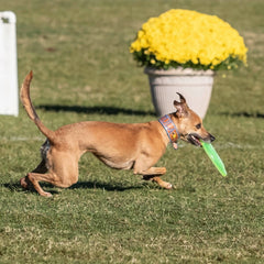 Hyperflite Pup Jawz yellow disc puncture resistant build withstands lively play