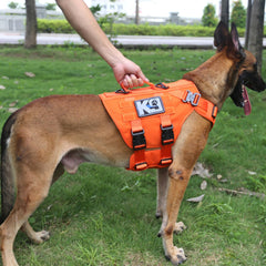 ICEFANG GN3 harness back clip area with dual V-rings for leash options