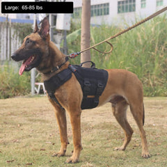 ICEFANG GN3 harness back view shows MOLLE panels and sturdy leash clip