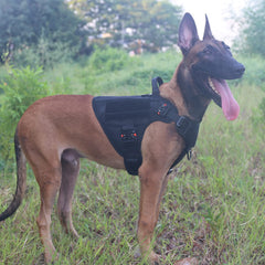 ICEFANG K9 vest with handle close-up demonstrates secure grip and quick donning
