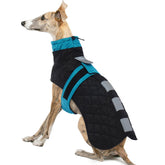 IECOii Greyhound coat front view in Blue-L shows a snug fit for large breeds.