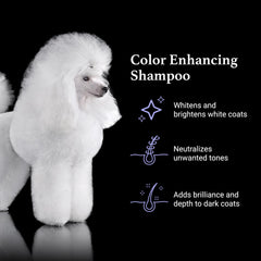 iGroom True Color shampoo on white coats neutralizes tones and brightens appearance.