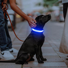 Illumifun LED dog collar blue small on-dog walking shows glow for night safety