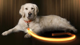 Illumiseen LED leash front view boosts daytime-to-night visibility for safer walks.