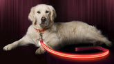 Illumiseen LED Light Up Dog Leash with visibility up to 350 yards for safer evening walks