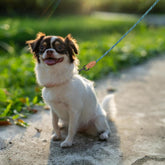 Mile High Life Small Dog Leash, Thin Rope Leash with Genuine Leather Connection and Heavy Duty Metal Clasp, Great for Small Medium Dogs(Green,48 Inch-1/3)