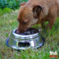 Indipets dish in use with a puppy showing mess-free feeding experience.