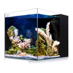 IOAOI Coralland 8-Gallon aquarium crystal-clear front view highlights vivid marine life