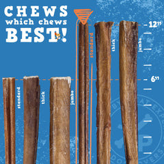 Dog chewing a Jack&Pup bully stick during playtime.