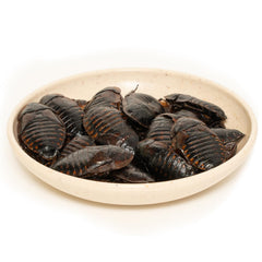 JADINGSFARM Dubia roaches 1.2-ounce serving for easy portioning.