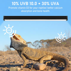 Bearded dragon setup with Jaenmsa T5 10.0 UVB supporting basking