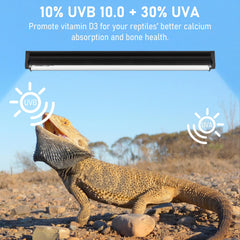 Jaenmsa desert-dwelling compatibility in a reptile setup