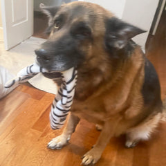 Jalousie otter squeaky toy offers multi-squeaker fun for medium to large dogs.