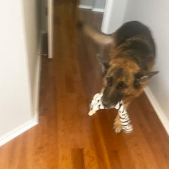 Jalousie wolf squeaky toy with sturdy liner supports extended chew time.