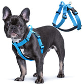 JC HOUSE Galaxy Reflective Harness blue S overview showing high visibility for safe night walks