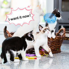 Jecery cat spring ball sturdy materials withstand playful biting for longer enjoyment.