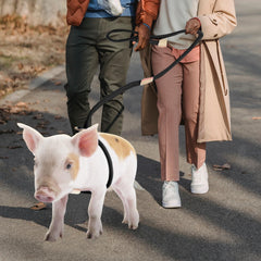 Jinkoozz mini pig harness comfortable, stylish fit for long outings.
