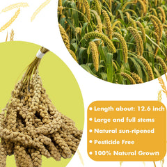 Jmxu's Spray Millet Treat for birds enjoying millet showcases natural, pesticide-free snacking.