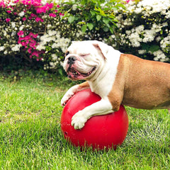 Jolly Pets Push-n-Play Ball in red, captured mid-roll for interactive fun.