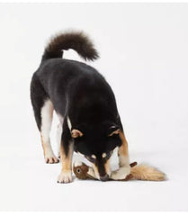 Joyhound realistic squirrel Flattie dog toy close-up highlights engaging squeaker.