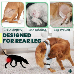 Joypig rear leg sleeve demonstrates lick-prevention by shielding wounds