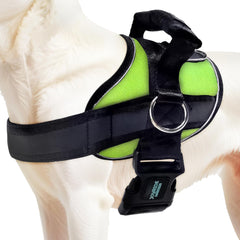 Joyride Harness 2.0 side-ring no-pull in action helps steady walks with less tugging.