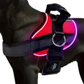 Joyride Harness LED Light Up Dog Harness 2.0 worn during night walks for visibility