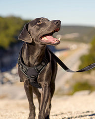 Joytale adjustable harness with four-point fit for secure wear
