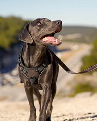 Joytale Adjustable harness with four points for a custom fit