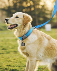Joytale heavy-duty metal buckle provides durable performance for strong pullers.