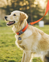 Joytale large D-ring offers reliable leash attachment for strong pullers.