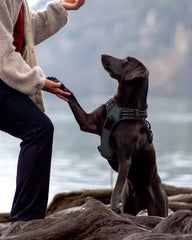 Joytale Reflective strips harness on gray vest enhances visibility at night.