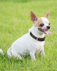 Joytale leather dog collar with two D-rings for leash and tags.