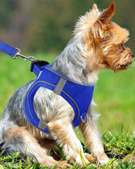 Joytale harness with 360° reflective strips for safety during low-light walks.