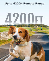 Jugbow two-channel remote supports dual-dog training for efficiency