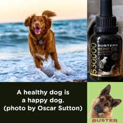 K2xLabs Busters hemp oil cat grooming moment illustrating calming effects