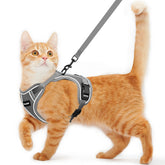 Kaazylab cat harness escape-proof design in action for safe outdoor exploration